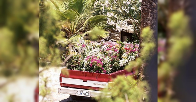 Minik serçeye kamyon dolu çiçek