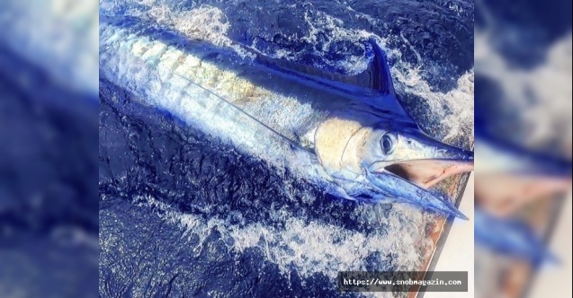 Türkler mavi mucizeyi Afrika&#039;da buldu