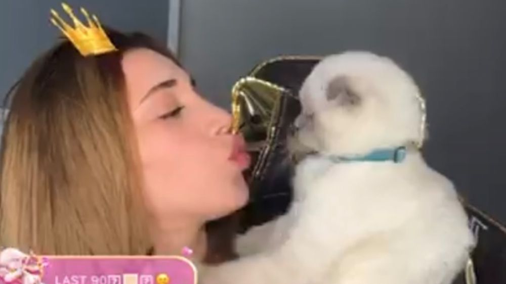 Bigo Live'da yayıncı kedi iş başında!