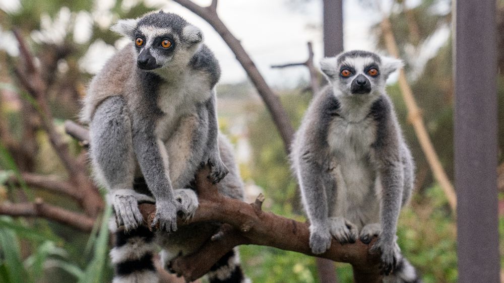 Faruk Yalçın Hayvanat Bahçesi’nde doğa ile iç içe bir bayram tatili