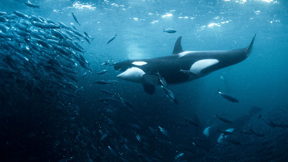 Kayıp Dünyalar BBC Earth ile keşfediliyor