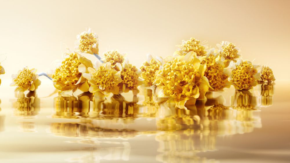 Bir kavanozda 600 Ölmez Otu bitkisi ve 330 molekülün gücü var!