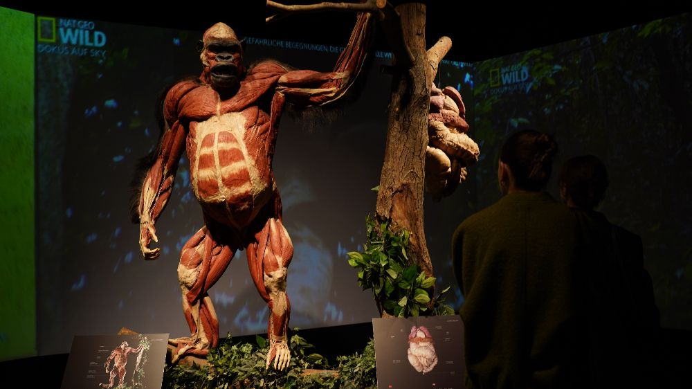 Nesli tehlike altındaki hayvanlardan olan ‘Artis’ isimli gorilin öyküsü ziyaretçileri duygulandırıyor