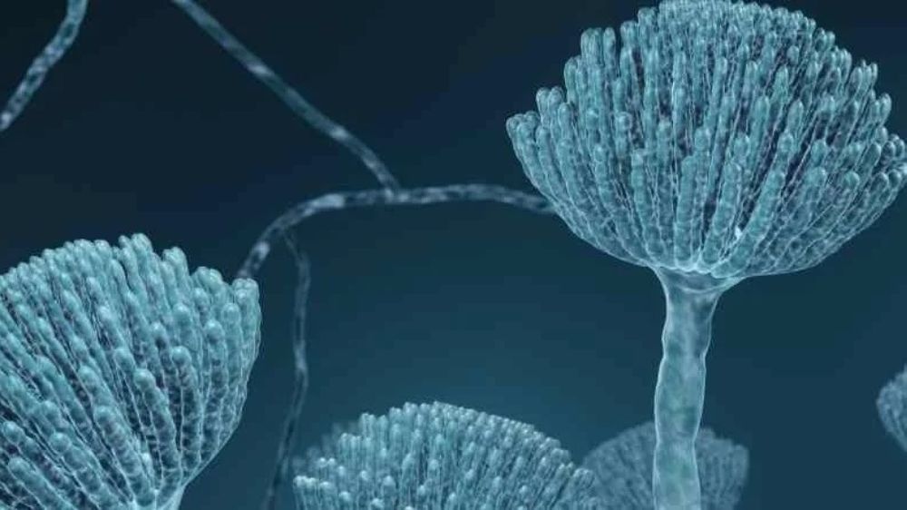 Aflatoksin karaciğer kanserine neden olabiliyor! 