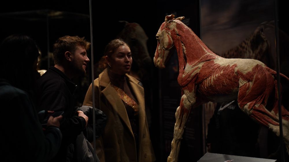 Animal Inside Out sergisi İstanbul Cevahir’de