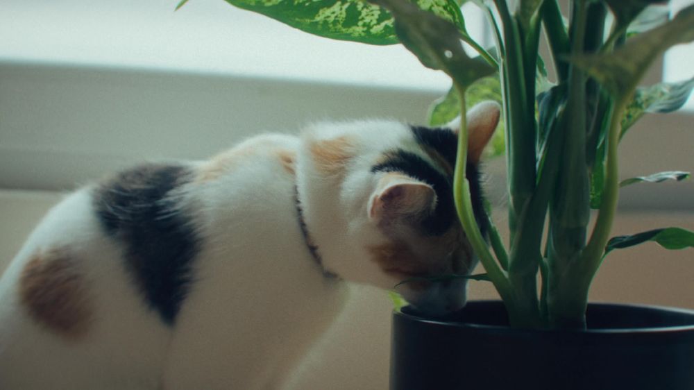  Feliguard AI’ya uluslararası ödül